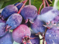 Preview: Amelanchier Saskatoonberry 1